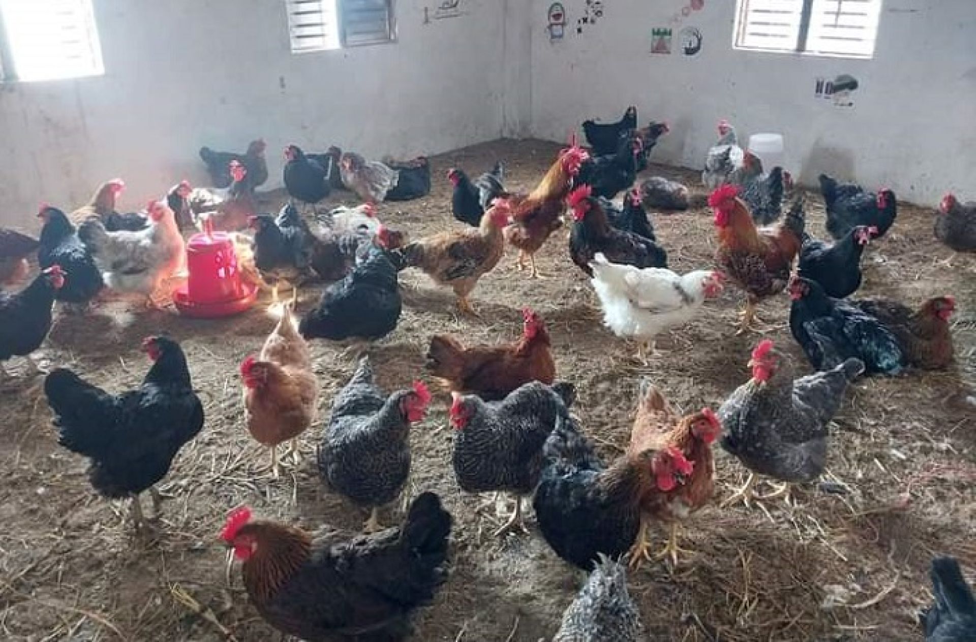 स्याङ्जाका स्कूले पढ्दै, कुखुरापालनमा रमाउँदै